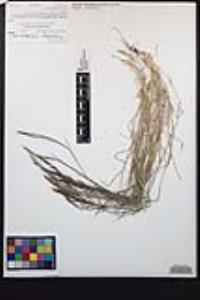 Muhlenbergia microsperma image