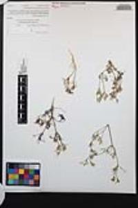 Apiastrum angustifolium image