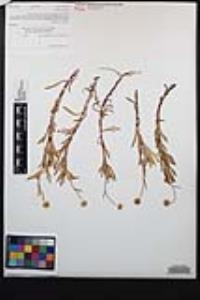 Cotula coronopifolia image