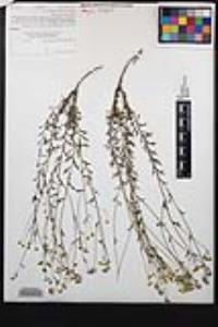 Eriophyllum confertiflorum var. confertiflorum image