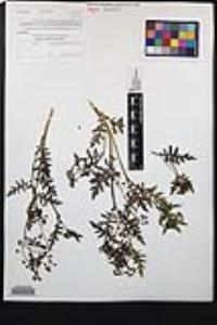 Eucrypta chrysanthemifolia image