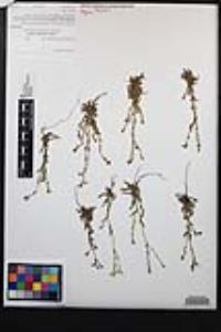 Cryptantha micromeres image