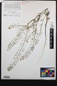 Descurainia pinnata subsp. glabra image