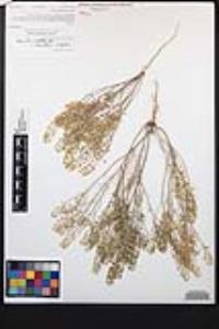 Lepidium virginicum subsp. menziesii image