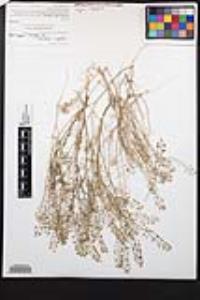 Lepidium virginicum var. robinsonii image