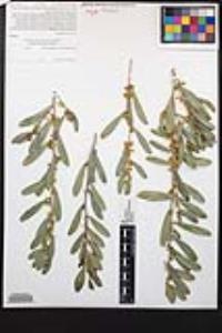 Acacia redolens image