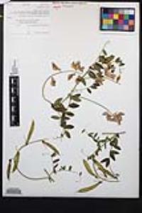 Lathyrus vestitus image