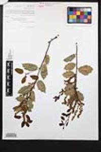 Quercus agrifolia image