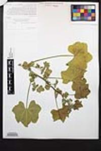 Malva parviflora image