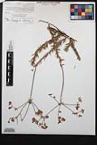 Eriogonum fasciculatum image
