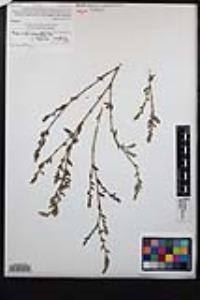 Polygonum aviculare subsp. depressum image