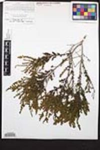 Adenostoma fasciculatum image