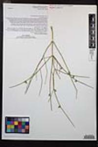 Ephedra aspera image