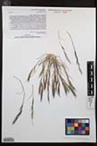 Aristida adscensionis image