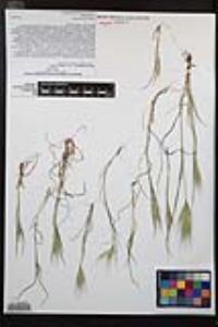 Bromus rubens image