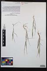 Bromus rubens image