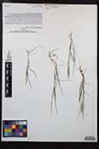 Bromus rubens image