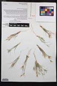 Dasyochloa pulchella image