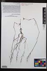 Muhlenbergia microsperma image