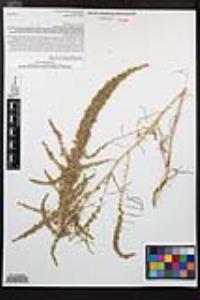 Amaranthus fimbriatus image