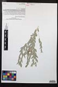 Amsonia tomentosa image