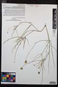 Bebbia juncea image