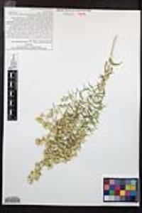 Brickellia longifolia var. multiflora image