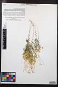 Chrysothamnus viscidiflorus subsp. axillaris image