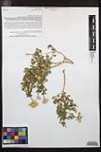 Ericameria cuneata var. spathulata image