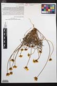 Coreopsis bigelovii image