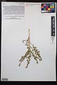 Ambrosia salsola image