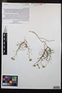 Pleurocoronis pluriseta image