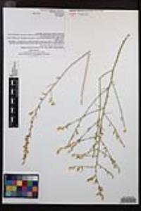 Stephanomeria exigua image