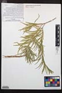 Chilopsis linearis subsp. arcuata image