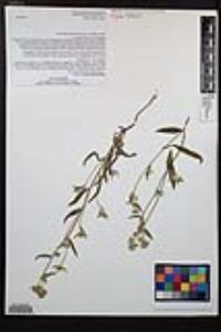 Simpsonanthus jonesii image