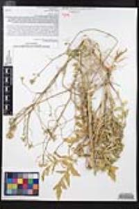 Sisymbrium altissimum image