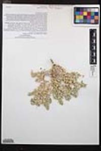 Atriplex confertifolia image