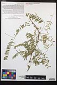 Prosopis glandulosa image