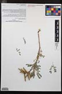 Prosopis pubescens image