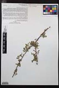 Senegalia greggii image