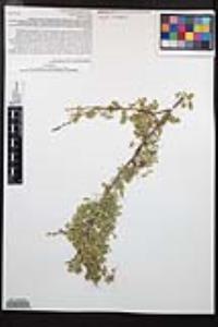 Senegalia greggii image