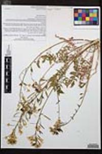 Chylismia claviformis image