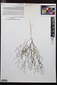 Gayophytum diffusum image