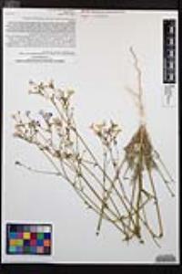 Gilia cana var. speciosa image