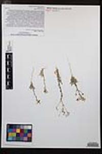 Gilia stellata image