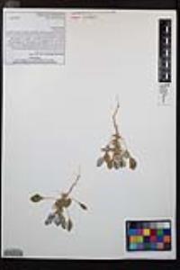 Chorizanthe rigida image