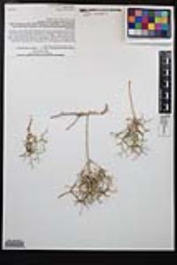 Eriogonum heermannii var. humilius image