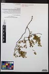 Larrea tridentata image