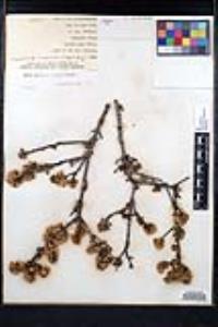 Ceanothus cuneatus image