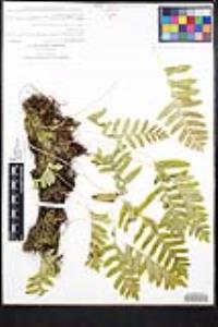 Polypodium californicum image